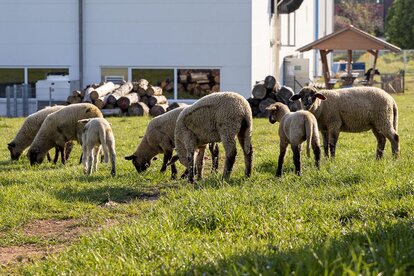 Schafe auf der Weide